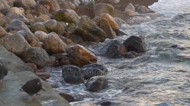 海浪冲刷在沙滩上的石头 — 图库视频影像