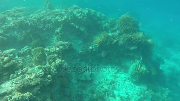 Les récifs avec des coraux dans l'eau de mer claire — Video