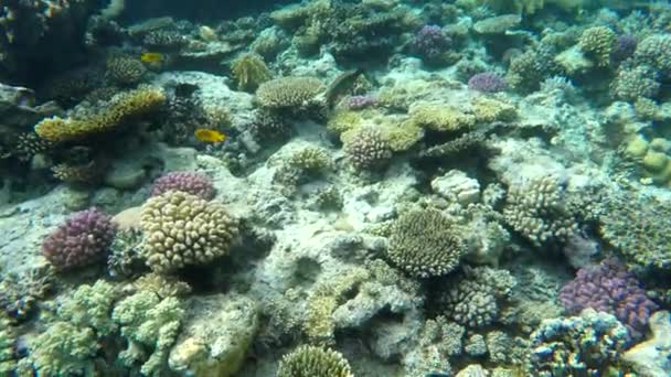 Кораллы и рыба на рифе в море — стоковое видео
