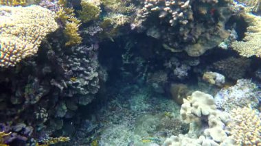 Mercan arasında bir balık yüzüyor