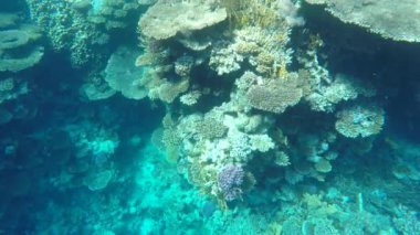 Deniz dibinin temiz su içinde. Bir balık ve mercan görebilirsiniz