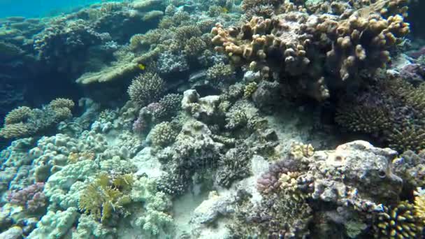 Fish looking for food among the corals — Stock Video