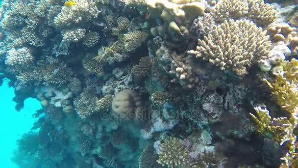 Flora e fauna de recifes de coral — Vídeo de Stock