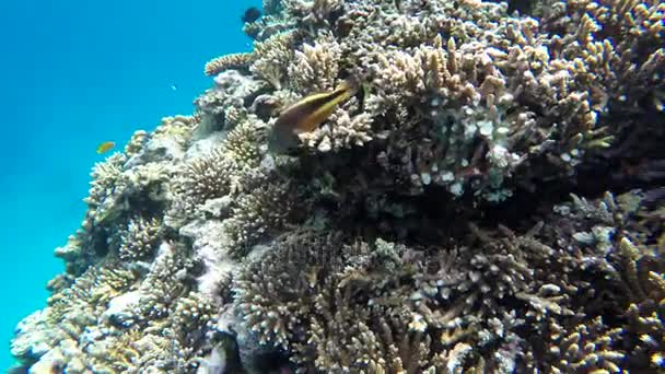 不同的植物和动物的珊瑚礁 — 图库视频影像