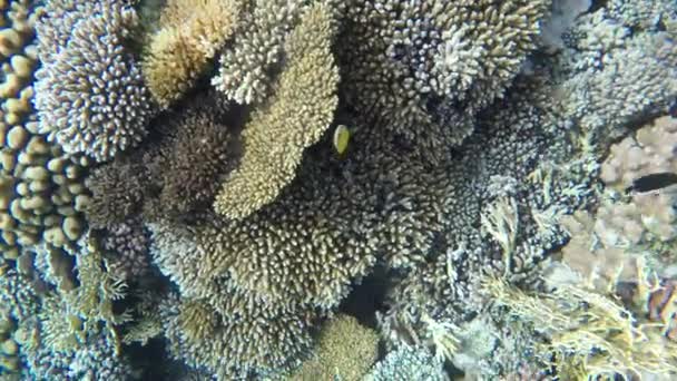 Butterflyfish zwemmen onder koralen — Stockvideo