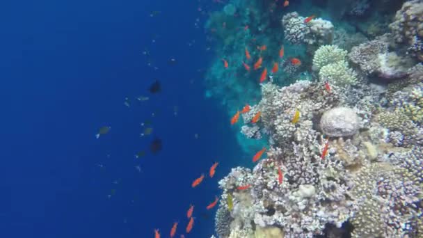 Korálové útesy, flóra a fauna — Stock video