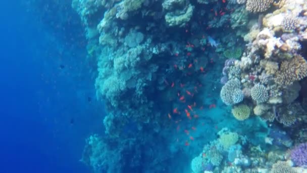 Mercan resifleri arasında renkli balık — Stok video