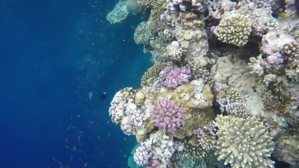 Una varietà di pesci e coralli nel mare — Video Stock