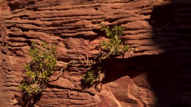 El arbusto creciendo entre las rocas — Vídeos de Stock