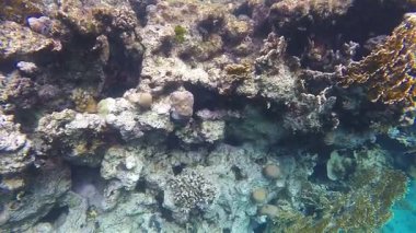 Ağır çekim. Mercan resifleri arasında surgeonfish yüzmek