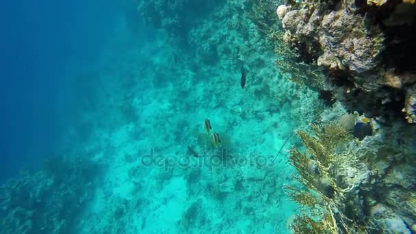 Lassú mozgás. A tenger mélyén úszó hal-pillangó — Stock videók