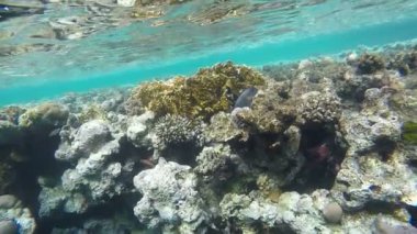 Surgeonfish mercan yüzüyor. Ağır çekim