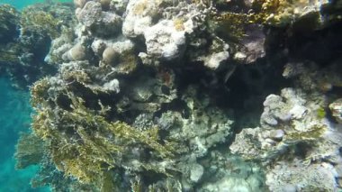 Temiz su mercan arasında balık. Ağır çekim