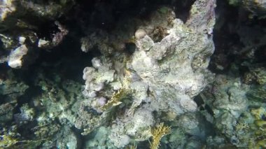 Mercan resifleri temiz su içinde. Ağır çekim