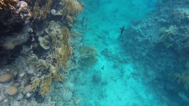 Рыба плавает на дне моря. Медленное движение — стоковое видео