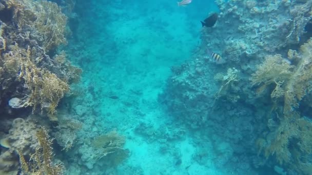 Peces nadando alrededor de un arrecife. Movimiento lento — Vídeos de Stock