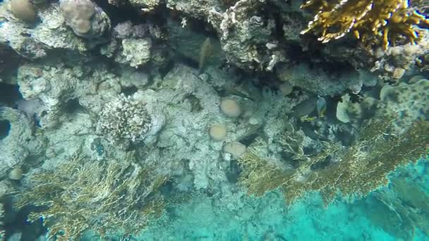 植物区系和动物区系的珊瑚礁。慢动作 — 图库视频影像