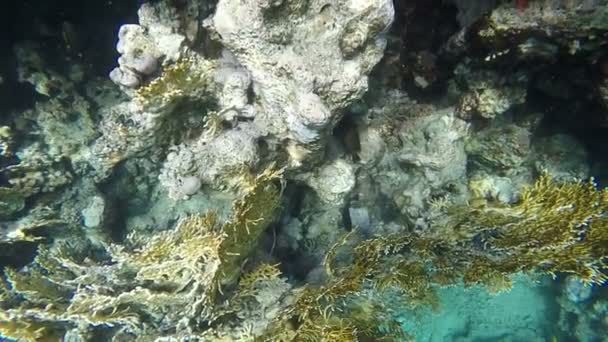 Slow motion. Fish near coral reef, you can also see the giant clam — Stock Video