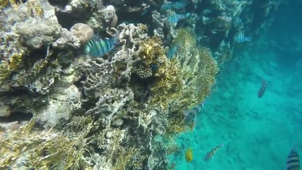 Um bando de Abudefduf escondido perto do recife. Movimento lento — Vídeo de Stock