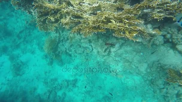 En cámara lenta. Los peces nadan en el fondo del Mar Rojo — Vídeo de stock