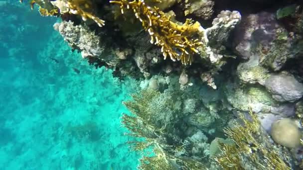 Коралловый риф и море. Медленное движение — стоковое видео