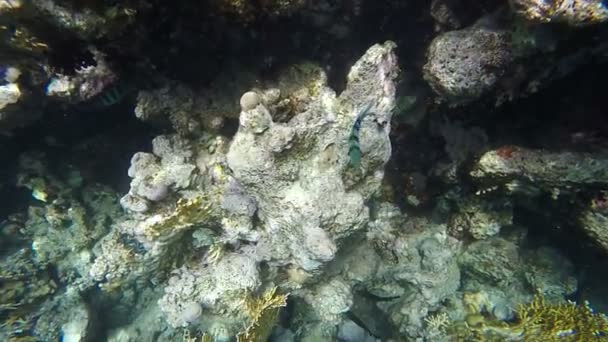 Slow motion. Abudefduf search for food among the corals — Stock Video