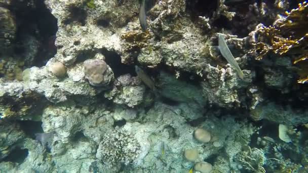Peixes à procura de comida entre os corais. Movimento lento — Vídeo de Stock