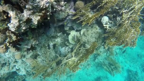 Ağır çekim. Mercan resifleri. Balık çeşitli görebilirsiniz — Stok video