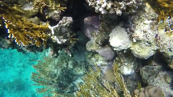 Farfalla di pesce galleggiante sul fondo del mare. Video in un rallentato quadruplo. Rallentatore — Video Stock
