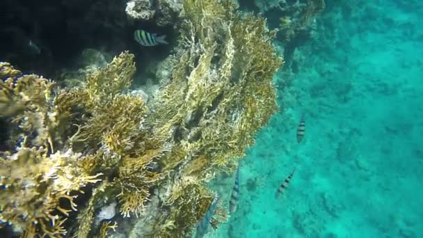 Ryby a korály v Rudém moři. Zpomalený pohyb — Stock video