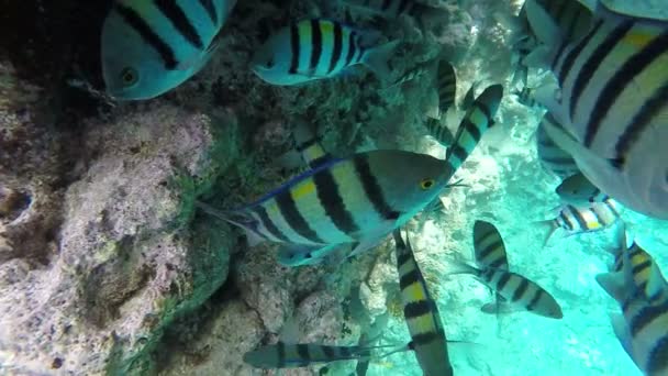 A flock of fish hiding under a pontoon. Slow motion — Stock Video