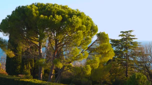 Pine trees against the sea and sky. lit by the sun at sunset — Stock Video