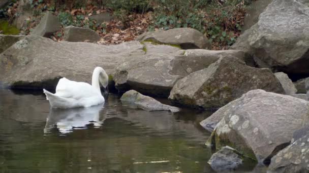 Swan swimming in a pond. Pond lined with stones — Stock Video