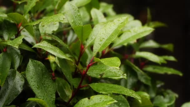 Капли дождя на листьях лавровых деревьев — стоковое видео