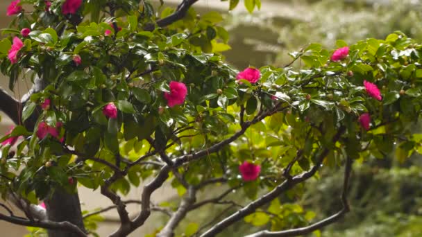 Camellia Bush w deszczu — Wideo stockowe