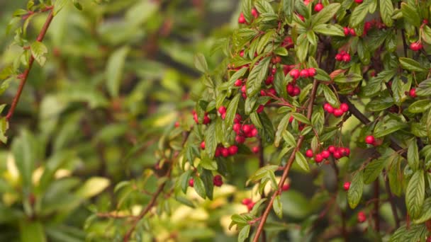 Ein Strauch mit roten Beeren im Regen — Stockvideo