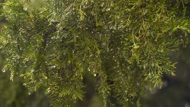 Gotas de lluvia en la rama de una thuja — Vídeos de Stock