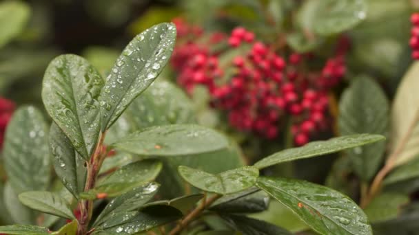 Raindrops on bush leaves. In the background, red berries — Stock Video