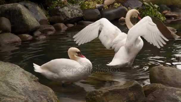 Dos cisnes nadando en un estanque — Vídeos de Stock