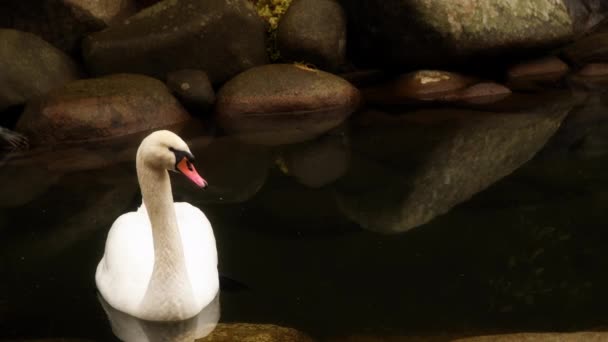 Witte Zwaan drijvend in een vijver — Stockvideo