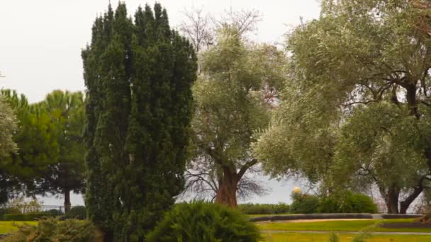 在橄榄园里的柏树 — 图库视频影像