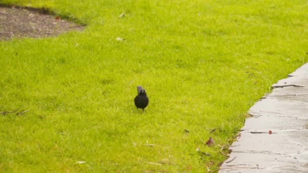 Vogel springen op het groene gazon — Stockvideo