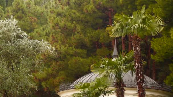 Palmen und Olivenbäume vor dem Hintergrund des Kiefernwaldes — Stockvideo