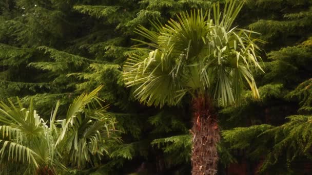 Contra o fundo da floresta de pinheiros duas palmeiras — Vídeo de Stock