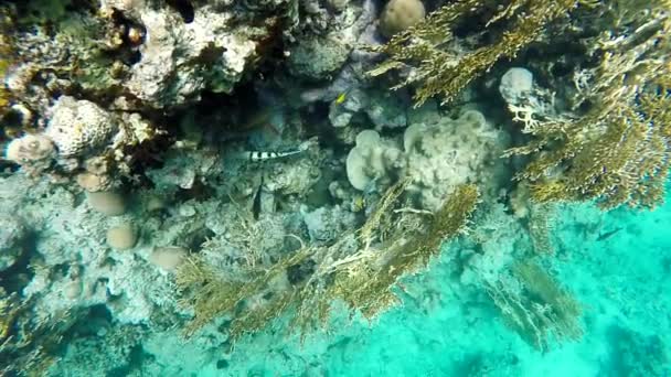 鱼儿游在珊瑚 — 图库视频影像