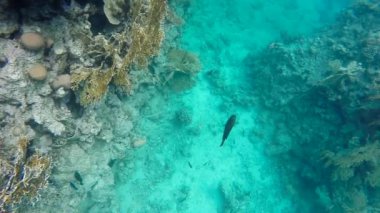 Renkli balık temiz suda yüzmek. Kızıldeniz