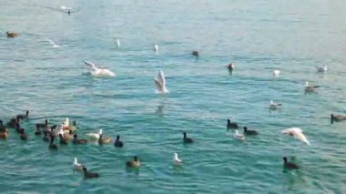 Martılar suya yiyecek için mücadele