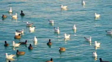 Deniz kuşları denizde yüzen