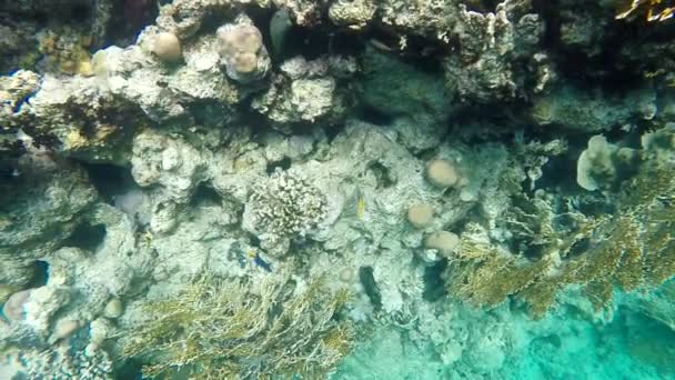 Peixe colorido no recife de coral, mar Vermelho — Vídeo de Stock