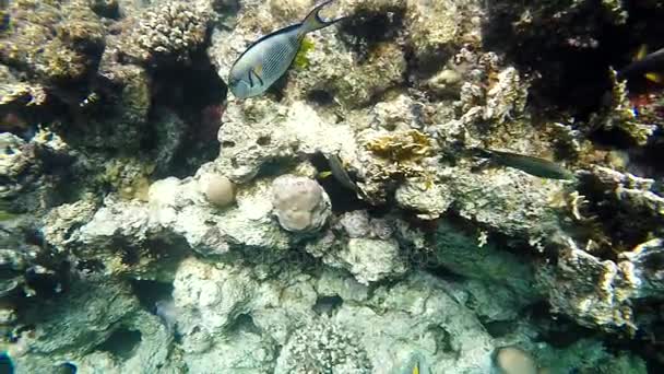 彩色水下近海礁石之上，与珊瑚 — 图库视频影像